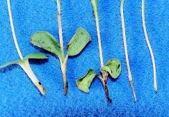 Cotyledons nd first lef hve lost their turgidity nd strted to wilt. Figure 12. White Pythium mycelium ppers on ffected seeds fter four weeks strtifiction t 4 C.