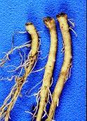 Under wet conditions, infection often occurs on leves, especilly on the mrgins or tips nd cuses wtersoked lesions of vrious sizes (Figure 17). Fusrium root nd crown rot Fusrium spp.