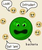The Complement System The first part of the immune system that meets invaders such as bacteria is a group of proteins called the complement system.