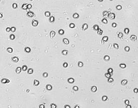 PI Cell Cycle: HeLa Cells Sample