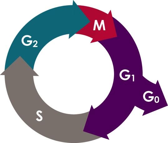 What is Cell Cycle? Cell cycle is defined as the period between successive divisions of a cell. Standard cell cycle of eukaryotic cells is divided into 4 phases. 1. G1 (G=Gap) phase.