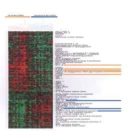 GCBDLBCL ABCDLBCL Frequency ~50% ~30% Key genes CD10 BCL6 AMYB LMO2 PKCb1 Cyclin D2 BCL2 IRF/MUM1 Oncogenic