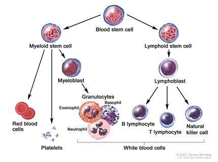 Hematology and Hematologic Malignancies Cancer of the formed elements of the blood What is a hematological malignancy?
