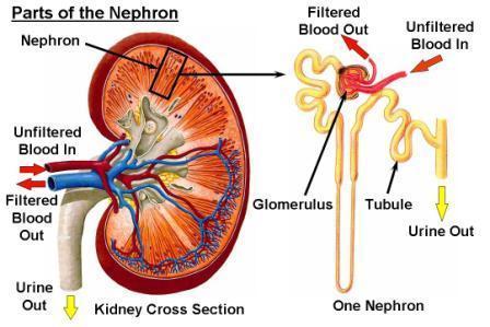 The kidneys are vital