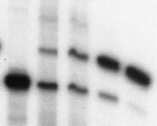 p16 Competetive PCR (ng genomic DNA per reaction) 0 ng 0.5 ng 1.0 ng 5.0 ng 10.0 ng p16 (competitor) p16 (gneomic) Figure 1A.
