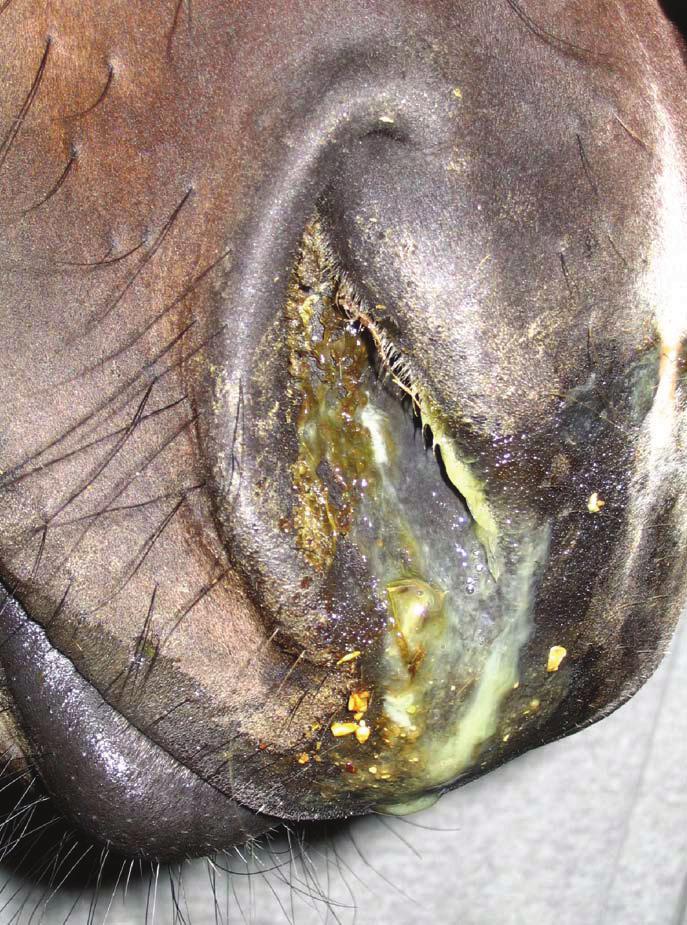 How is the virus spread? The most common way for EHV-1 to spread is by direct horse-to-horse contact.