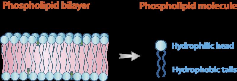 Phospholipid Bilayer The plasma membrane is composed mainly of phospholipids, which consist of fatty acids and alcohol.