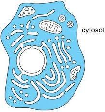 Each organelle has a specific job in a cell. Cytosol is between the nucleus and plasma membrane.