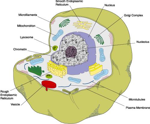1. Cell (Plasma) Membrane Regulates