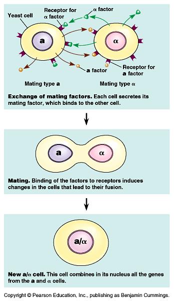 FUNCTIONS Cell Membrane Separates cell from external environment REGULATES movement of molecules