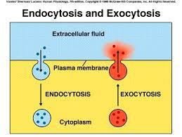 Examples of Active Transport 2. Endocytosis (taking materials into a cell) Ex. Pinocytosis:» membrane pinches in to form a vacuole Ex.