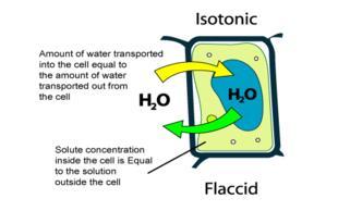 1) Isotonic Solution when concentration of water and