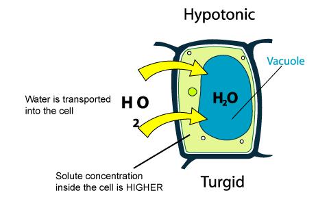 3) Hypotonic Solution (low solute) There is less solute outside the cell (more water),