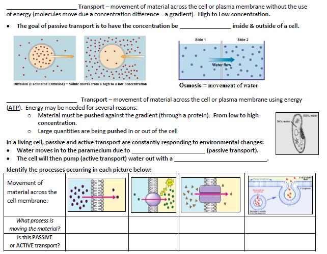 Passive Equal Active Osmosis contractile vacuole Diffusion