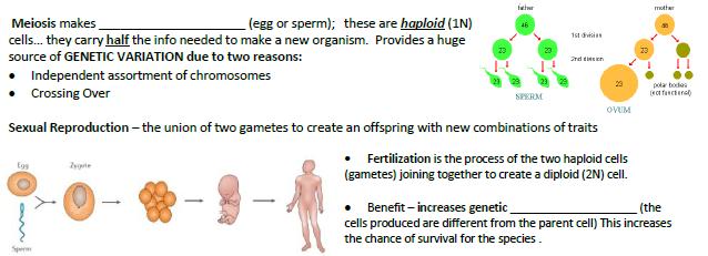 gametes variation Somatic (Body Cells) Asexual limits 2 Skin, muscle, bone, nerve (46