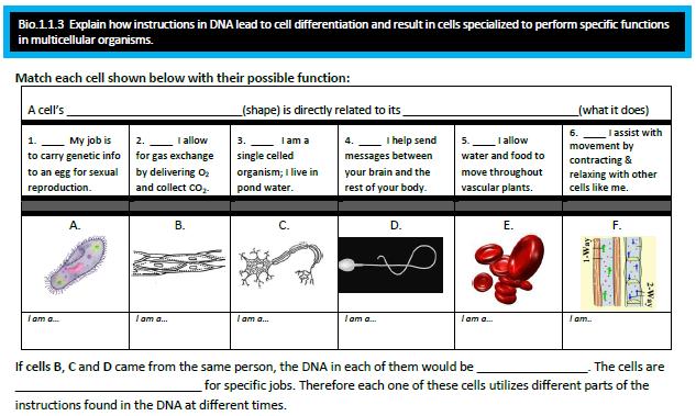 structure Function D E A C F B paramecium muscle nerve sperm Red blood