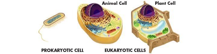 Prokaryotes and Eukaryotes Eukaryotes are cells that enclose their DNA in