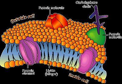 Cell membrane Function separates cell from outside controls what enters or