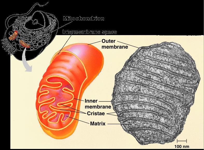Mitochondria Function make
