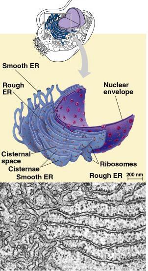 Endoplasmic Reticulum Function works on proteins helps complete the proteins after ribosome builds them
