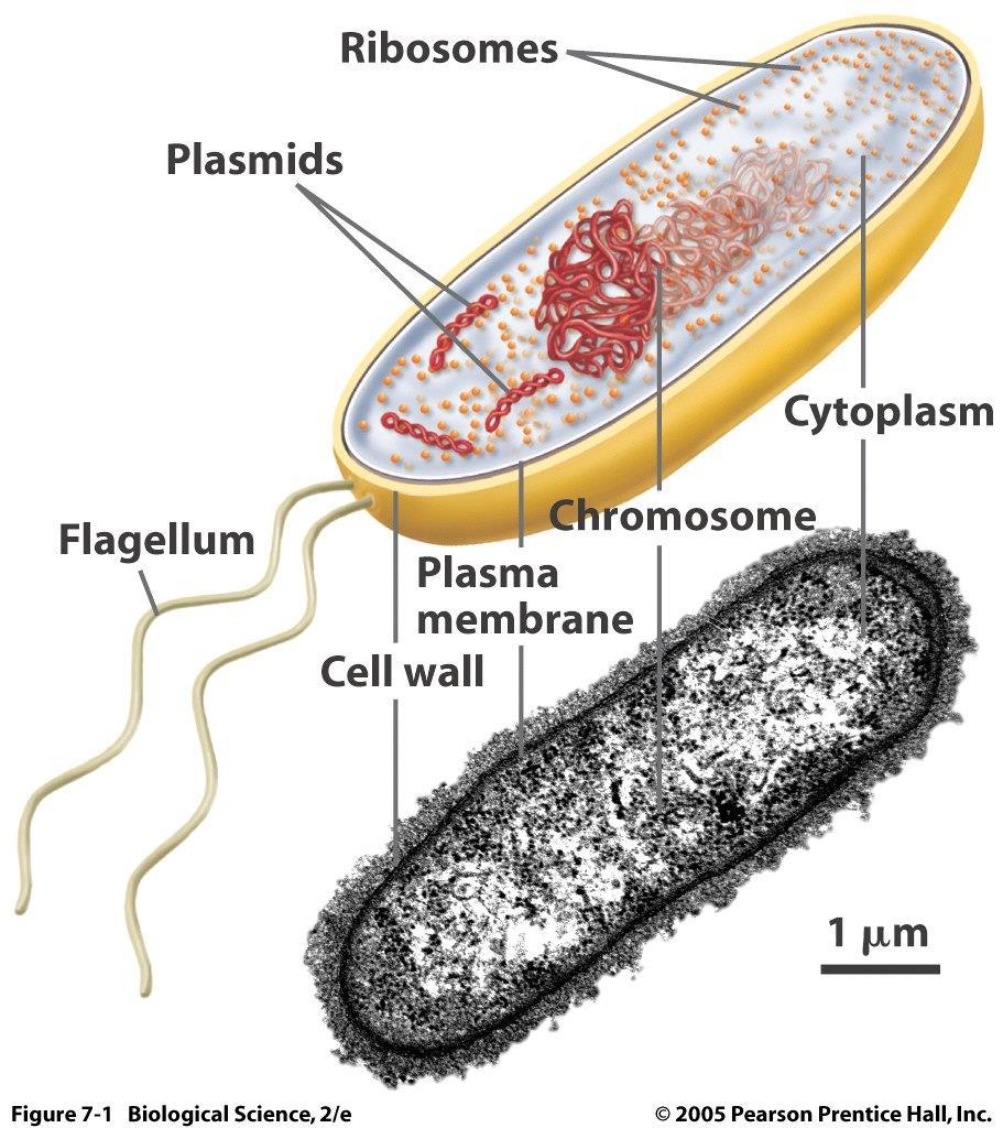 Prokaryotic cell Lacks a nucleus- DNA floats freely in the cytoplasm