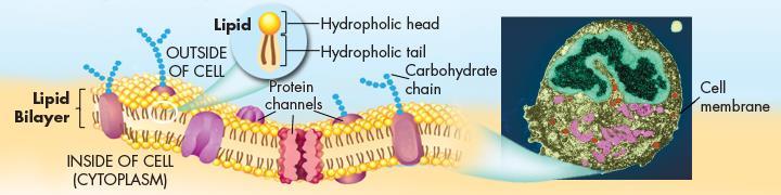 7-3 Cell Boundaries The cell membrane regulates what enters and leaves the cell and provides support and protection Composed of a