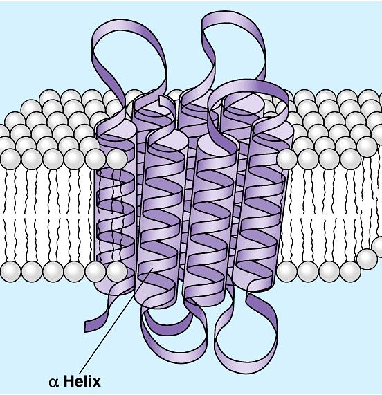 Cell membrane channels Need to make doors through membrane protein channels allow substances in & out specific channels allow specific material in & out H 2 O channel, salt channel, sugar