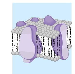 How do you build a semi-permeable cell