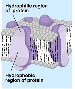 Protein channels Proteins act as doors in the membrane