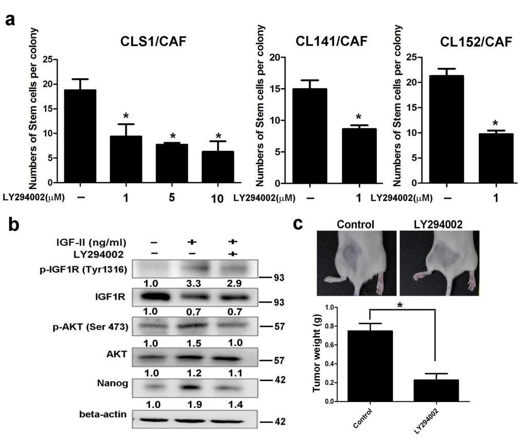 Supplementary Figure 13. Blockage of IGF1R signaling by PI3K inhibitor suppresses lung cancer stemness in vitro.