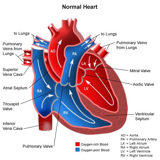 Cardiac Output - CO Normal Heart CO = HR x SV CO = the amount of blood the heart pumps in one minute (litres) SV = preload, afterload, contractility HR = beats per minute Timing Prenatal screening