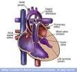 DUCTAL DEPENDENT LESIONS SYSTEMIC BLOOD FLOW CRITICAL AORTIC STENOSIS COARCTATION OF THE AORTA INTERRUPTED AORTIC ARCH