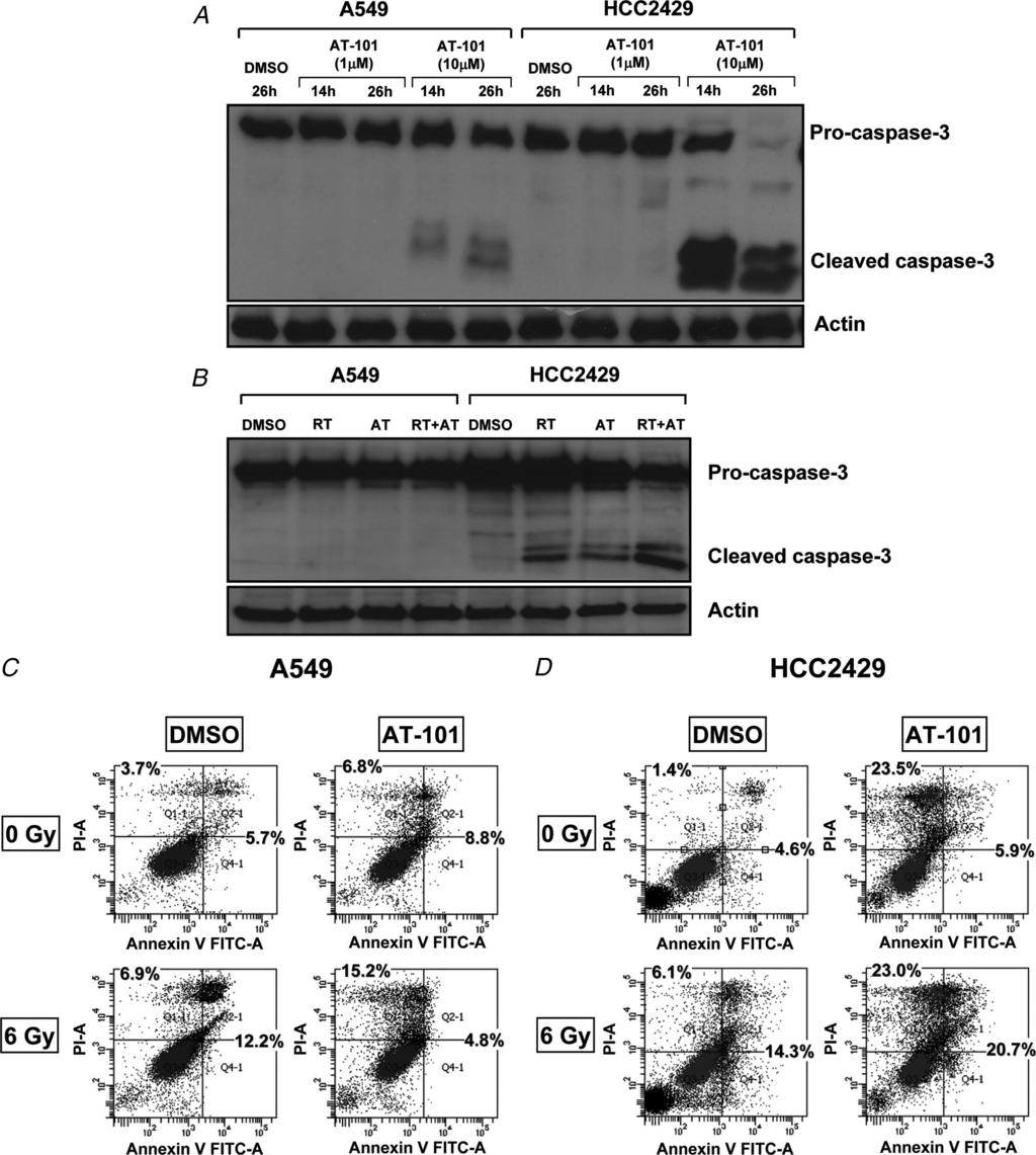 Moretti et al. Journal of Thoracic Oncology Volume 5, Number 5, May 2010 FIGURE 5. Apoptosis after AT-101 treatment with or without radiation in lung cancer cell lines.