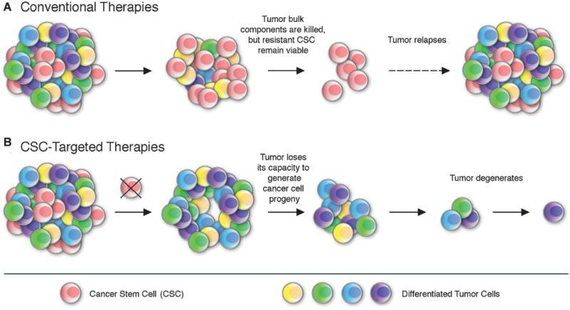 Cancer Stem Cells- The Problem
