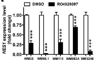 Targeting Agents RO4929097 26 Huynh et al. treated aggressive melanoma cancers with either DMSO or RO4929097 (10µM) A.