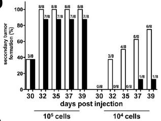 The expression levels of melanoma CSC markers were determined B.