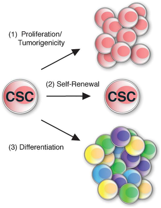Cancer Stem Cells 3 Definition: Cells within a tumor that possess the capacity for self-renewal, differentiation, and tumorigenesis when implanted into an animal host First identified in 1994 in