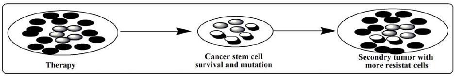 Cancer Stem Cells- The Problem 9 Chemo- and radio-resistance Chemo: Post-treatment HER2 + breast cancer biopsy samples were enriched in CD44 + CD24 -/low cells Before: 4.7% vs after: 13.