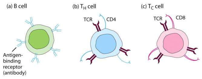 Target cell killing by a cytotoxic (killer) lymphocyte Overview of the Immune system Microbes: why they are formidable foes.