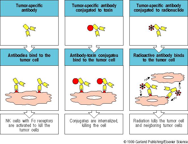 binding of antibodies (immunoglobulins) ELISA: enzyme-linked