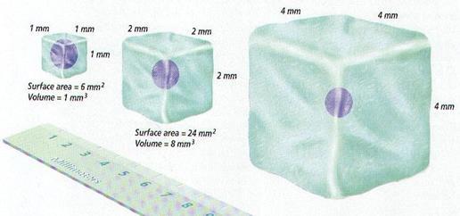 amount of surface area becomes too small to allow materials to enter & leave the cell quickly enough Cell size is also limited by the