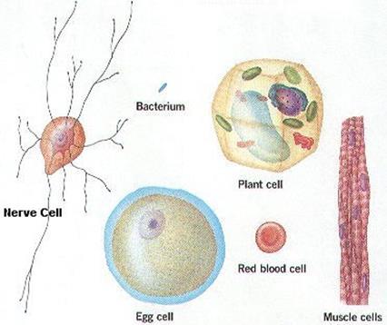 function of the cell (e.g.