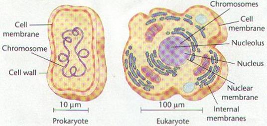 The nucleus contains the genetic material (DNA) & controls the cell s activities Eukaryotes include plant cells, animal cells,