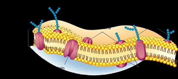 Membrane Separates the cytoplasm of the cell from its environment Protects the cell & controls what enters and leaves Cell