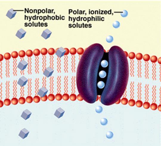 Some integral proteins called channel proteins have holes or pores through them so certain substances can cross the cell membrane Channel proteins help move ions (charged particles) such as Na+, Ca+,