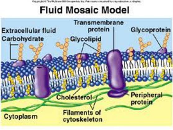 glucose Some embedded, integral proteins have carbohydrate chains attached to them to serve as chemical signals to help cells recognize each other or for hormones or viruses to attach Fluid Mosaic