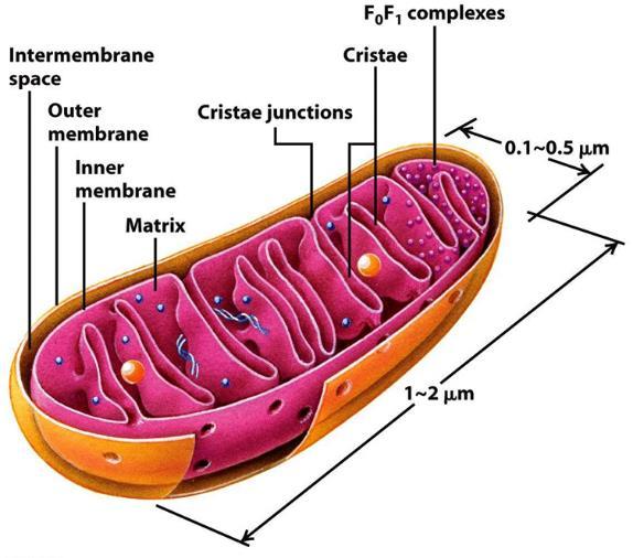 A. Cytoplasm includes everything between the nucleus and cell membrane. B. Cytoplasm is composed of organelles & cytosol (jellylike material consisting of mainly water along with proteins. C. Eukaryotes have membrane-bound organelles; prokaryotes do not A.