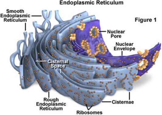 Have their own DNA to make more mitochondria when needed E. Ribosomes are not surrounded by a membrane & are where proteins are made in the cytoplasm (protein synthesis) 1. Most numerous organelle 2.