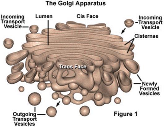 G. Golgi Apparatus modifies, packages, & helps secrete cell products such as proteins and hormones 1. Consists of a stack of flattened sacs called cisternae 2. Receives products made by the ER H.