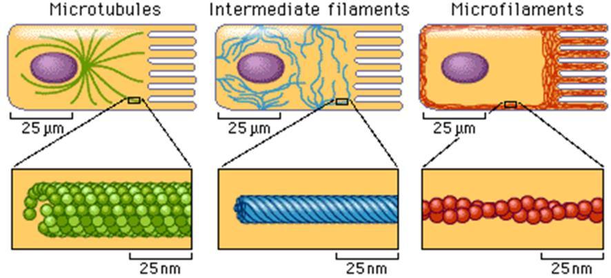Microfilaments are ropelike structures made of 2 twisted strands of the protein actin capable of contracting to cause cellular movement (muscle cells have many microfilaments) 3.